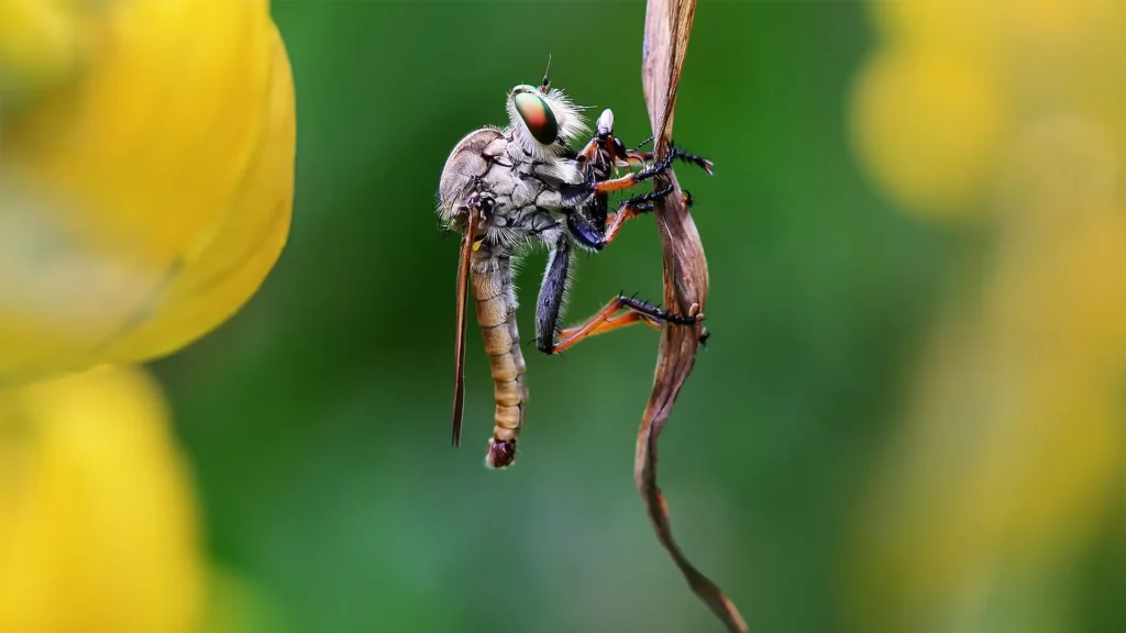 Macro Photography