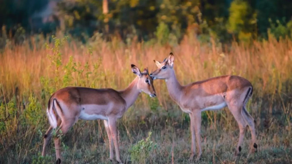 Wildlife Photography