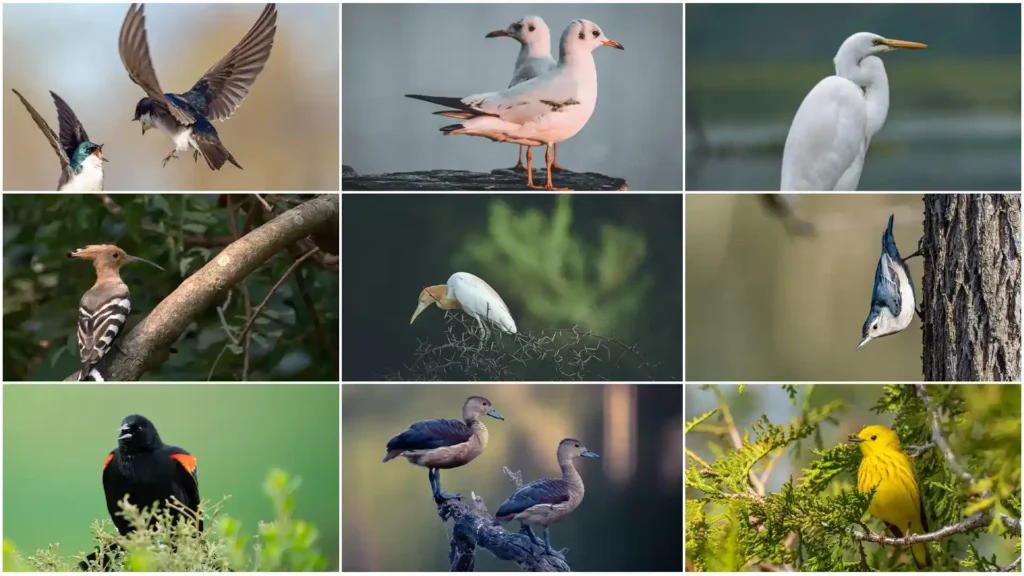 Bird Photography